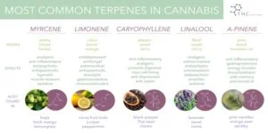 Infografik der viser de mest almindelige terpener i cannabis med aroma, effekter og kilder