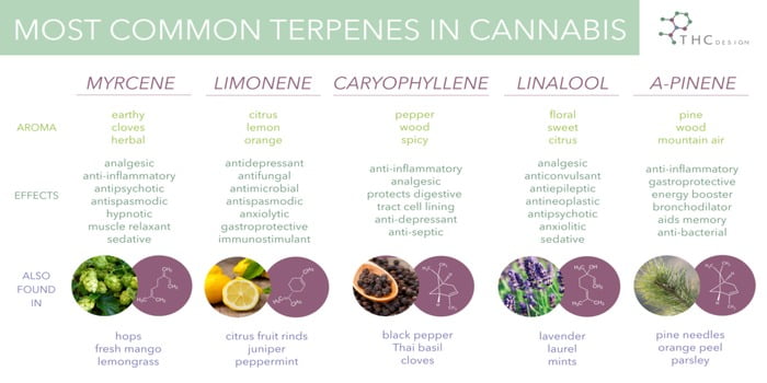 Infografik der viser de mest almindelige terpener i cannabis med aroma, effekter og kilder