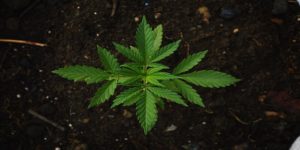 Ung hampeplante (Cannabis Sativa) set ovenfra i mørk jord