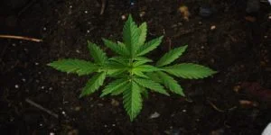 Ung hampeplante (Cannabis Sativa) set ovenfra i mørk jord
