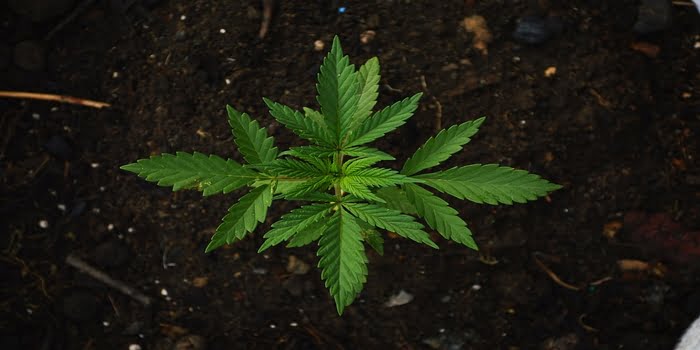 Ung hampeplante (Cannabis Sativa) set ovenfra i mørk jord