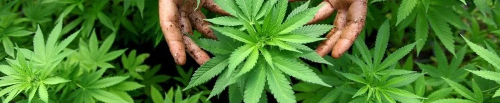 Jordede hænder der rører ved bladene på flere Cannabis Sativa L-planter