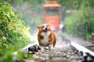 Glad corgi-hund, der løber i regnvejr omgivet af grønne planter