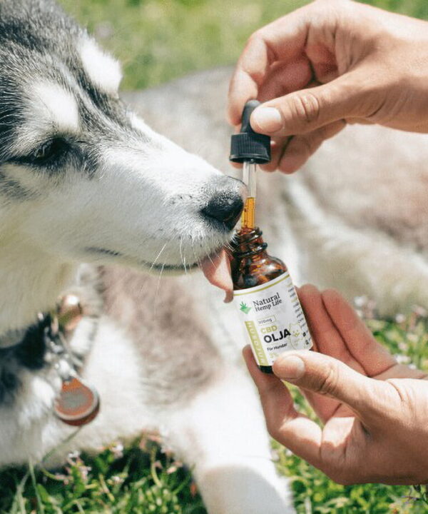 Husky der modtager CBD-oliedråber fra en pipette holdt af en hånd, med Natural Hemp Life-flaske i billedet
