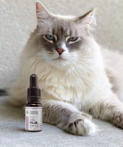 CBD Olie til katte 1