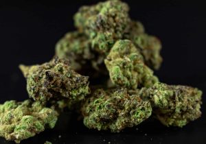 Nærbillede af grønne cannabisknopper med synlige trikomer, illustration til artikel om THCA og dansk lovgivning i 2025